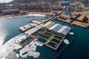 Dans le complexe de bassins flottants exigus dans lesquels des cétacés capturés étaient autrefois entassés près du port de Nakhodka, en Russie, en 2019.