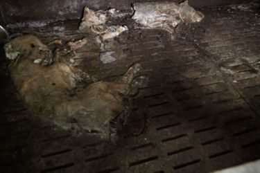 Une image de la vidéo diffusée par L214 montrant des cadavres de porcs. 