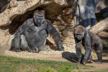Des gorilles du zoo de San Diego photographiés le 10 janvier. 