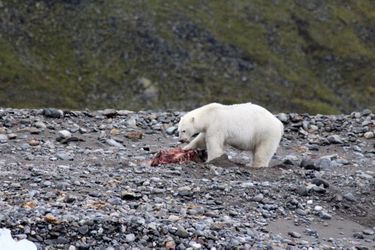 Un ours déguste une renne, le 21 août 2021 en Norvège.