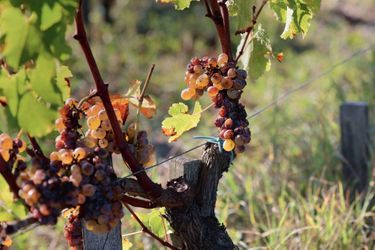 Sur les grains de raisin, le botrytis ou "pourriture noble". Fléau pour tous les vignobles du monde, à Sauternes il donne de l'or.