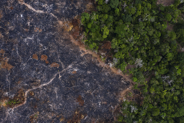 La forêt amazonienne détruite d'un côté, préservée de l'autre. 