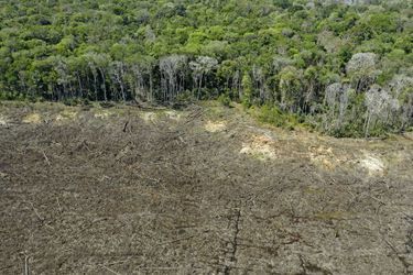 Entre août 2020 et juillet 2021, le déboisement dans la plus grande forêt tropicale du monde s'est étendu sur 13.235 km2 , la surface la plus importante depuis 2005-2006 (14.286 km2).