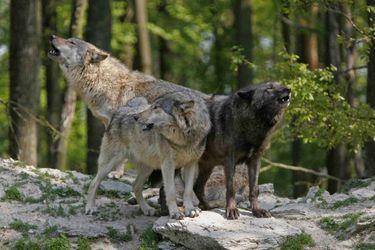 Trois loups (image d'illustration).
