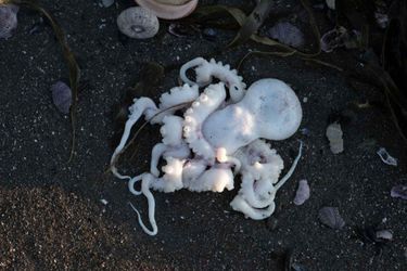 Une pieuvre retrouvée morte sur une plage de la péninsule russe du Kamtchatka (Extrême-Orient).