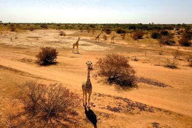 Kouré, un site touristique très fréquenté par la communauté internationale. Plus de 660 girafes s’y baladent en liberté. 