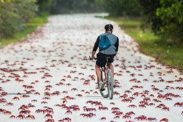 Pendant la migration des crabes rouges sur l&#039;île de Christmas, ce week-end. 