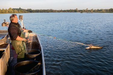 Didier Macé, pêcheur professionnel, s’apprête à affronter la bête. Lui considère que le silure a droit de cité dans nos rivières. Il a beaucoup d’ennemis.