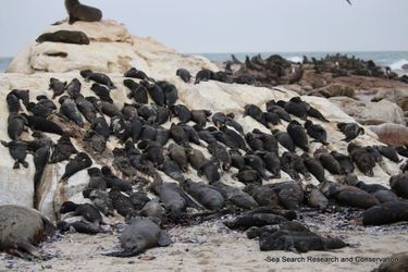 Les otaries à fourrure d'Afrique du Sud retrouvées mortes sur les côtes ouest du pays.