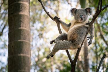 Sur son arbre perché, maître koala peut rester des heures confortablement assis et immobile. Il y a gagné le qualificatif de « paresseux australien ». C’est injuste : à se nourrir de feuilles d’eucalyptus, on manque d’énergie !