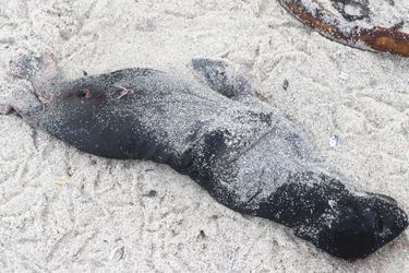 Les otaries à fourrure d'Afrique du Sud retrouvées mortes sur les côtes ouest du pays.