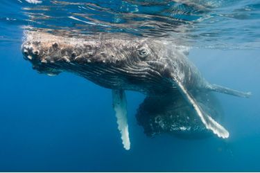 La baleine à bosse mesure 14 mètres de longueur et pèse jusqu’à 25 tonnes. Pouvant parcourir plus de 20 000 kilomètres, cette migratrice au long cours est chez elle dans les océans du monde entier. 