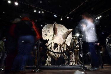 "Big John", le tricératops sera vendu jeudi aux enchères de Drouot à Paris.