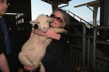 En Italie, en juin 2000, Brigitte BARDOT au nom de sa fondation lance sa campagne pour limiter la durée des transports des animaux de boucherie. Dans une ferme italienne, Brigitte BARDOT serrant fort dans ses bras un agneau.