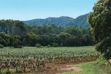 Sur les flancs de la petite montagne célébrée par Frédéric Mistral, le vignoble des Baux-de-Provence. Ici, une des parcelles du domaine Hauvette, en biodynamie.