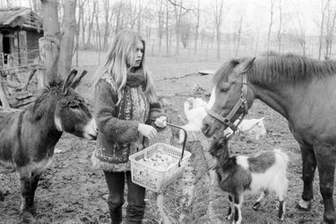 Brigitte BARDOT et ses animaux dans sa propriété de Bazoches. Ici avec ses chèvres et son âne. Mars 1980.