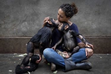 Vainqueur catégorie "Histoire d'un photojournaliste". Brent Stirton, pour sa photo de chimpanzés orphelins recueillis en Afrique du Sud, sauvés du commerce de la viande de brousse.