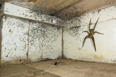 Vainqueur catégorie "Vie urbaine". Gil Wizen, pour sa photo d'araignée banane (venimeuse) qui se trouvait sous son lit, au Brésil.