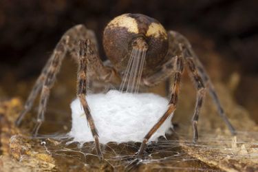 Vainqueur catégorie "Comportement : Invertébrés". Gil Wizen, pour sa photo d'araignée pêcheuse tirant ses fils de soie pour créer un cocon pour ses oeufs. 