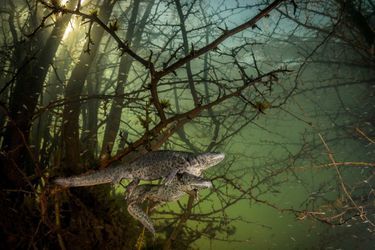 Vainqueur catégorie &quot;Comportement : Amphibies et reptiles&quot;. João Rodrigues, pour sa photo de salamandres.