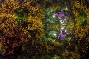 Vainqueur catégorie "Plantes et champignons". Justin Gilligan, pour sa photo de jungle d'algues préservée oar l'homme.