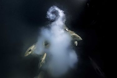 Vainqueur catégorie "Photographe de l'année". Laurent Ballesta, pour sa photo de mérous dans un nuage de tourbillonnant d'œufs fécondés.