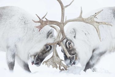 Vainqueur catégorie &quot;Comportement : Mammifères&quot;. Stefano Unterthiner, pour sa photo de rennes du Svalbard en plein combat pour le contrôle d&#039;un territoire.