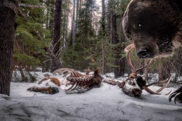 Vainqueur catégorie &quot;Animaux dans leur environnement&quot;. Zack Clothier, pour sa photo de grizzly devant la carcasse d&#039;un élan.