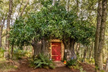 La maisonette Winnie l&#039;Ourson, nichée dans un arbre de la forêt d’Ashdown, dans le Sussex, en Angleterre.