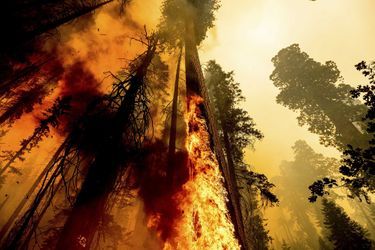 Les pompiers luttent contre le Windy Fire dans la forêt nationale de Sequoia, en Californie.