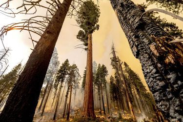 Les pompiers luttent contre le Windy Fire dans la forêt nationale de Sequoia, en Californie.