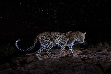 Un léopard dans la nuit kényane, sur le plateau de Laikipia.