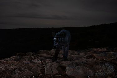 Ces photos de panthère noire sauvage ont fait le tour du monde il y a deux ans.