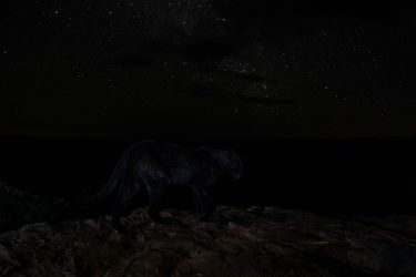 Ces photos de panthère noire sauvage ont fait le tour du monde il y a deux ans.