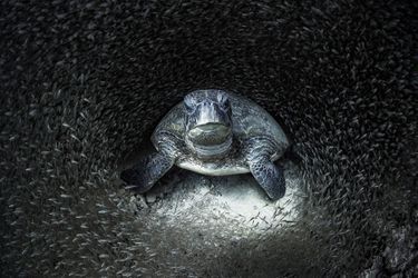 Catégorie "Photographe océanique de l'année". 1er prix: Aimee Jan, pour sa photo de tortue verte, prise dans le récif de Ningaloo, en Australie. 