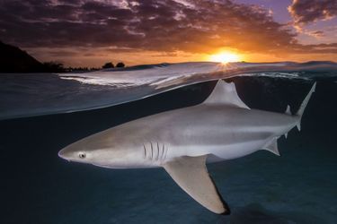 Catégorie "Female Fifty Fathoms". 1er prix: Renee Capozzola, pour sa photo de requin de récif à Moorea, en Polynésie française.