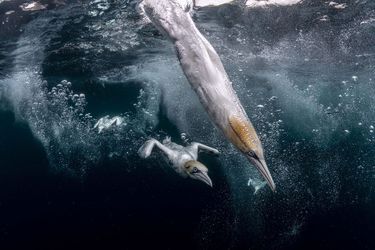Catégorie "Photographe océanique de l'année". 2e prix: Henley Spiers, pour sa photo de plongeons de fous de Bassan, sur l'île de Noss, dans les Shetland, en Écosse.