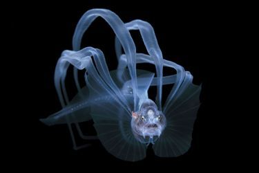 Catégorie "Exploration". 2e prix: Steve Kovacs, pour sa photo d'anguille de brosme, en Floride, aux Etats-Unis.