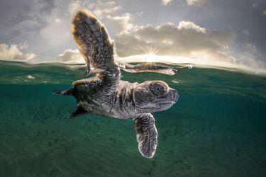 Catégorie "Photographe océanique de l'année". 3e prix: Matty Smith, pour sa photo de bébé tortue, prise sur l'ile de Lissenung, en Papouasie-Nouvelle-Guinée.