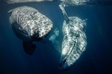 Catégorie "Jeune photographe océanique de l'année". 3e prix: Mikayla Jones, pour sa photo de deux baleines grises, prise en Basse Californie, au Mexique.