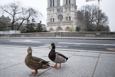 Des canards devant Notre-Dame de Paris.