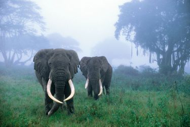 Le monument de la savane incarnait la force tranquille. mais ses défenses en ivoire tellement convoitées sont aussi sa faiblesse. et la pression démographique ne cesse de grignoter son royaume