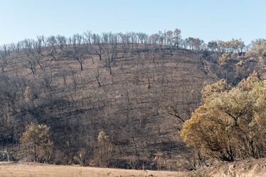 Près de 7.000 hectares de chênes lièges, peupliers et de nombreux arbustes fleuris ont brûlé.