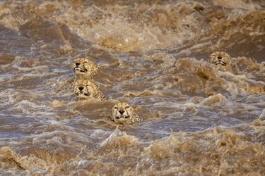 Le grand bain. Lorsque ces guépards mâles ont tenté de franchir la rivière Talek en furie, dans le Maasai Mara au Kenya, Dilini a craint qu&#039;ils n&#039;y parviendraient pas. Les guépards sont de puissants nageurs (à défaut d&#039;être de véritables nageurs), et avec la perspective de trouver davantage de proies de l&#039;autre côté de la rivière, ils étaient déterminés à la franchir.