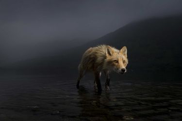 Renard dans la tempête. Le renard était occupé à chercher des carcasses de saumon dans l&#039;eau peu profonde - des saumons rouges morts après avoir frayé, sur la petite île du lac Karluk, sur l&#039;île Kodiak en Alaska.
