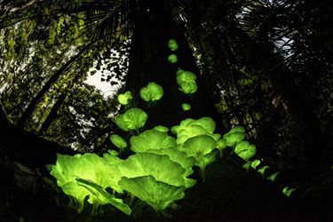 Magie fongique. C&#039;est par une nuit d&#039;été, à la pleine lune, après une pluie de mousson, que Juergen a fait la rencontre du champignon fantôme, sur un arbre mort dans la forêt tropicale près de chez lui, dans le Queensland, en Australie.