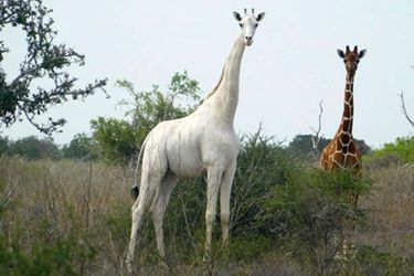 Une des rares girafes blanches immortalisées en photo, en 2017.
