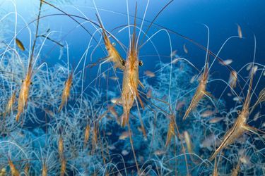 Capteurs des profondeurs. Dans les eaux profondes de la côte méditerranéenne française, parmi les coraux noirs d&#039;eau froide, Laurent a découvert un spectacle surréaliste : une communauté grouillante de milliers de crevettes narval. 