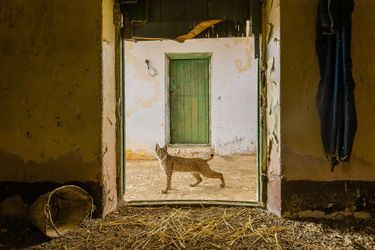 Lynx dans les parages. Un jeune lynx ibérique fait une pause dans l&#039;embrasure de la grange à foin où il a été élevé, dans une ferme abandonnée de l&#039;est de la Sierra Morena, en Espagne.