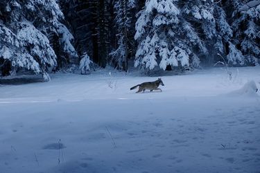 Capture d'écran d'un loup dans le film.